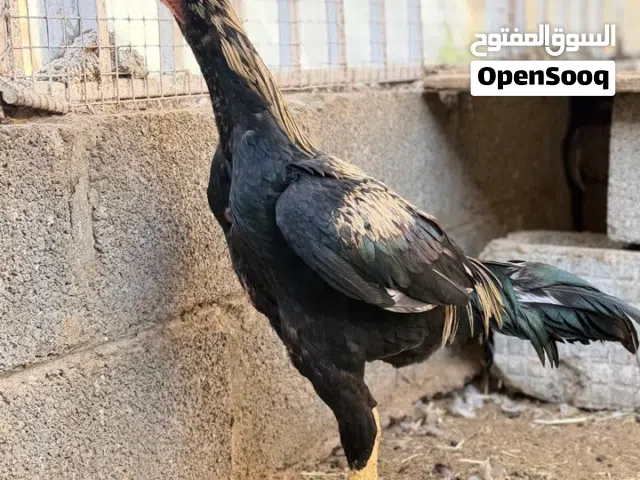 دياكه باكستاني العدد 2 البيع الواحد ع 18 مع بعض ب 30