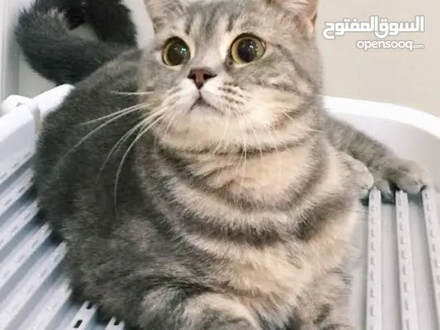scottish fold straight male