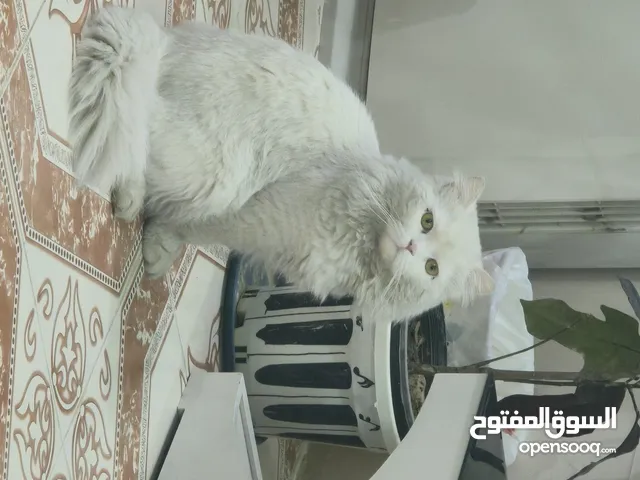 قط هملايا ذكر لون ابيض