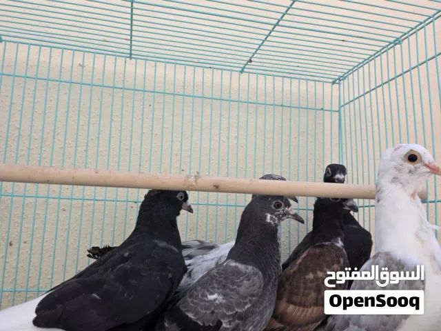 حمام للبيع الحبه من 25 لين 35