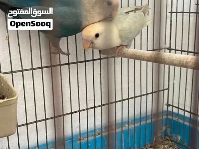 متوفر كوبيه بركديلو مضمونه دحي تخصيب ربي يبارك