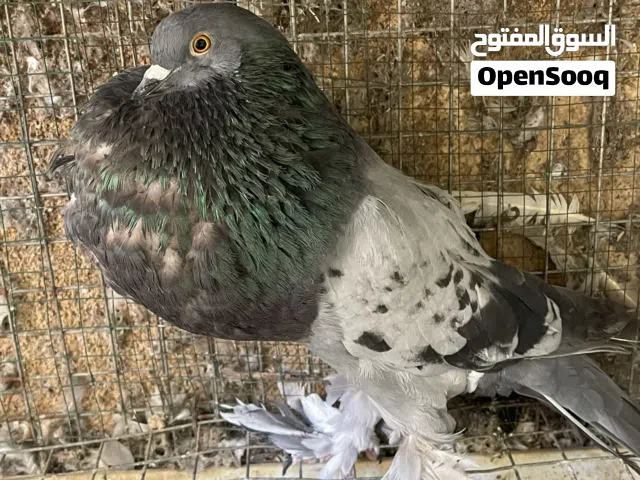 حمام نفاخ  ابو ماريون  ذكور للبيع فقط ما شاء الله بدون تهجين انتاج معي شوف الاعلان واختار الصورة .