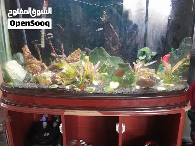 حوض سمك اجنبي