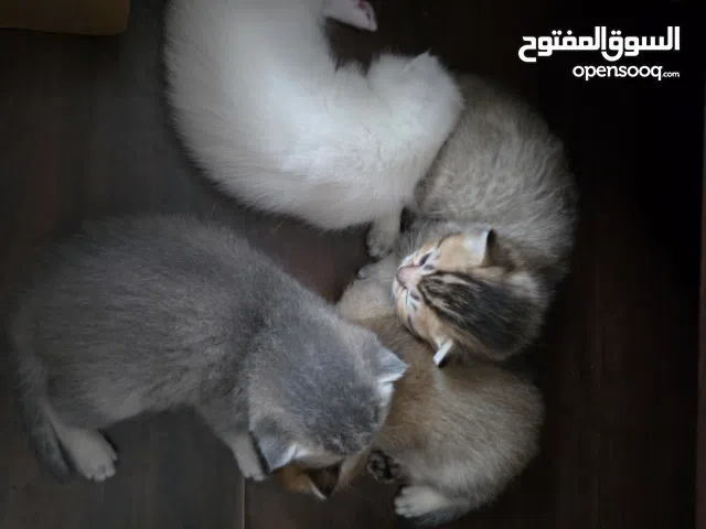 Scottish mixed + cat kit