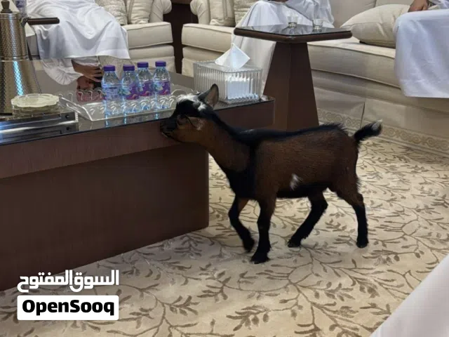 ماعز نيجيري قزم مستوى نادر وبيور أليف جداً