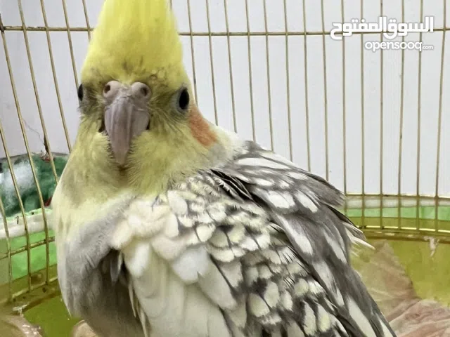 طائر كوكتيل