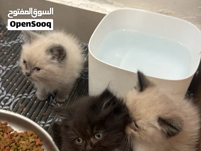 كتن للبيع العمر صغير