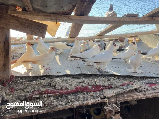 جواز بلونيات وجواز يهودي لكوم لبلوني  مع فراخو تحتو 10