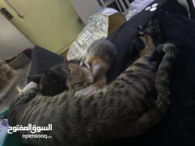 Cats for adoption