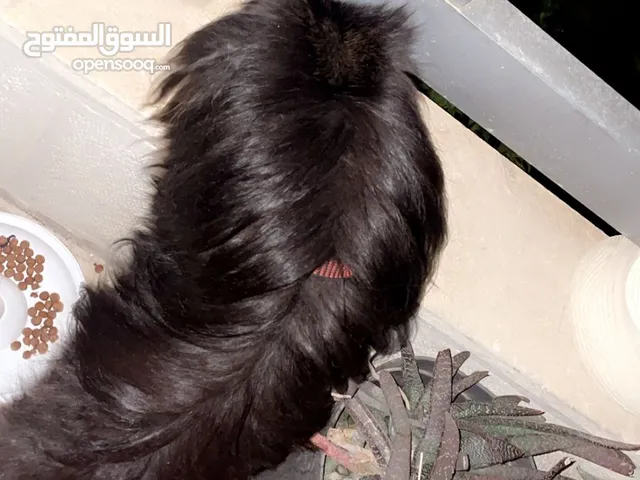 كلب بومبيريان مكس
