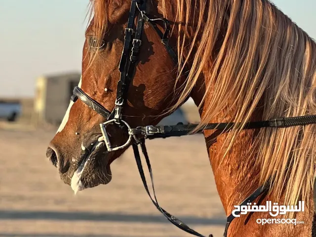 للبيع حصان بلش بدون اوراق شرط السلم العمر7