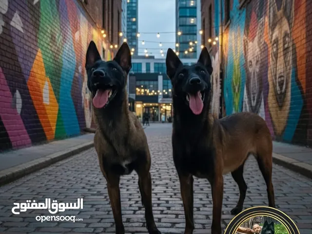 Maleno females  He is one year old, and his family is very strict.