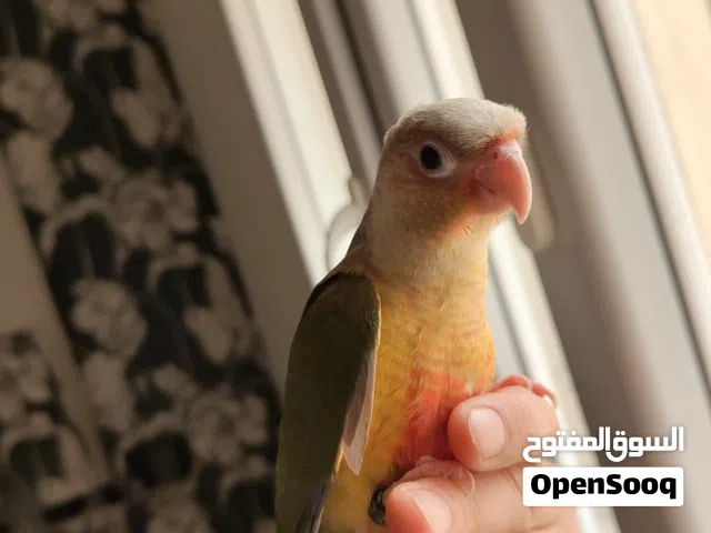 ببغاء الكانيور الاناناس ترويض فل الفل