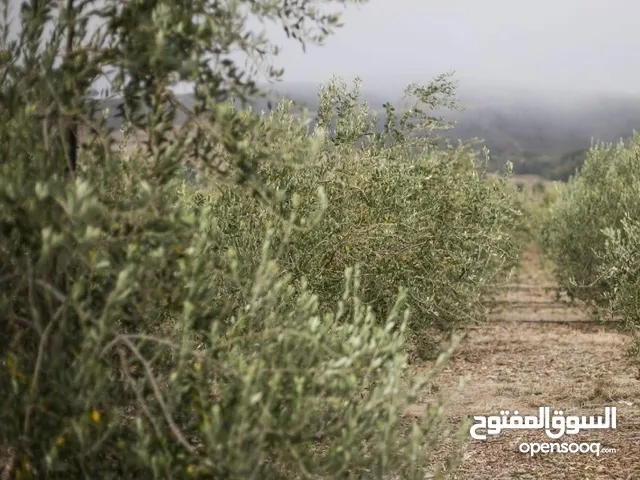 Farm Land for Sale in Zaghouan Other