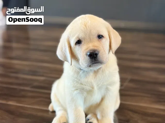 Labrador Retriever puppies