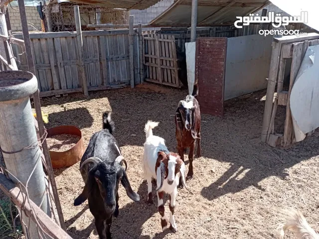معيز للبيع المكان القره بولي سعر الوحده 1350البيع جمله