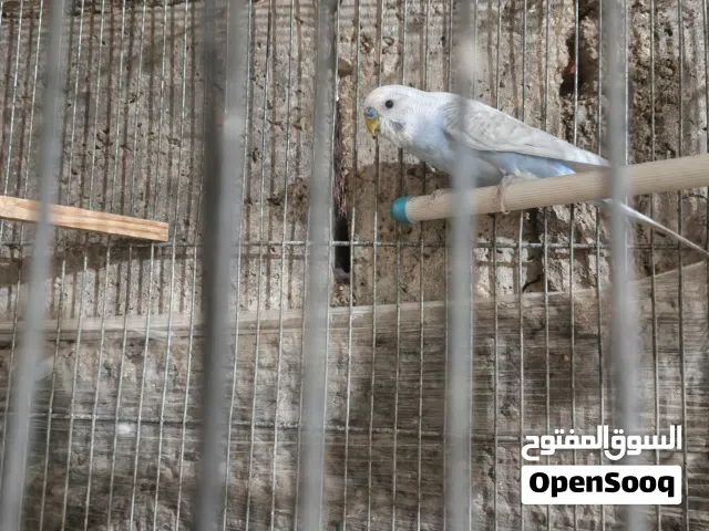 ذكر حب جاهز جيزه