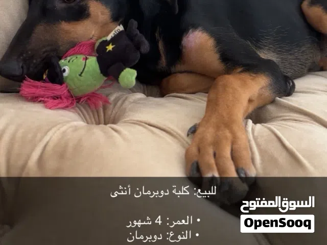 للبيع انثى دوبرمان