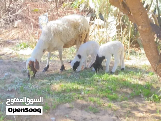 السلام عليكم