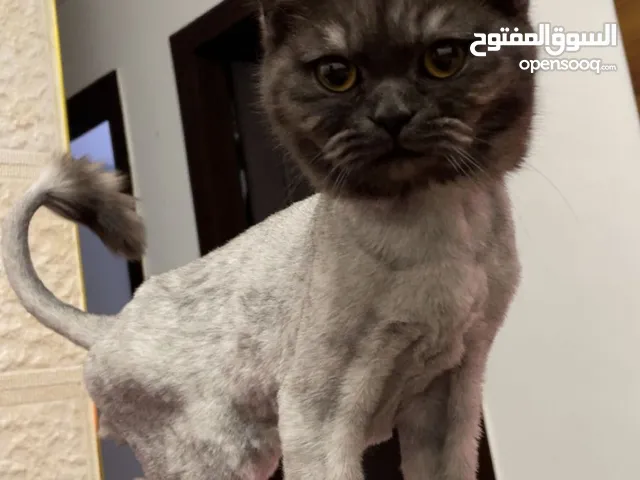 قط مكس شانشيلا و هملايه للتبني