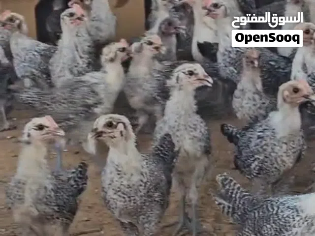 بفضل الله يتوفر  صيصان فيومي الفضي   ديوك فيومي للتربيه وحق الاكل امهات تسمين  بيض مخصب تسمين لاحم