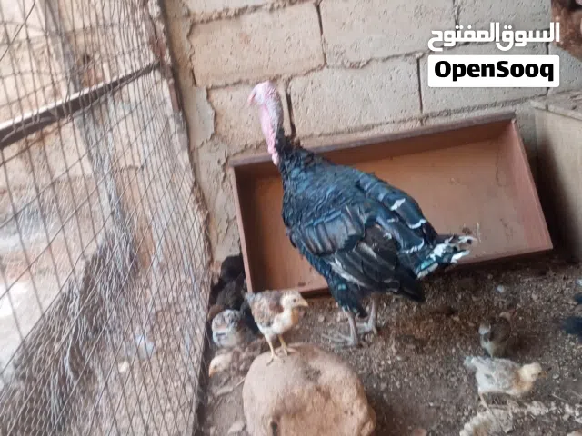 جاج وحبش وصوصان للبيع