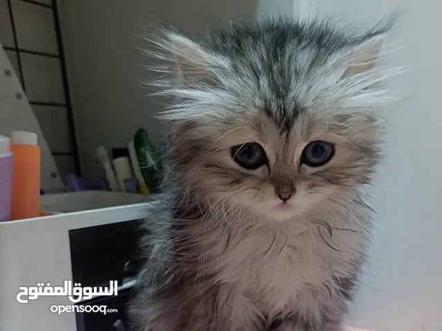 قطة من ام هيمالايا وأب شانشيلا