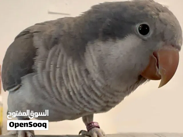 للبيع كويكر
