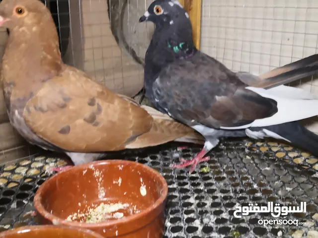4 حمامات رومي وقصفين المكان فيصل