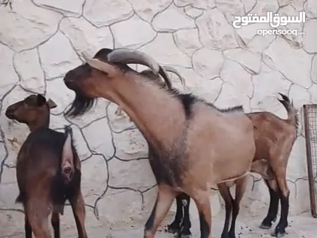 ماعز البينو نخب. الاصلي