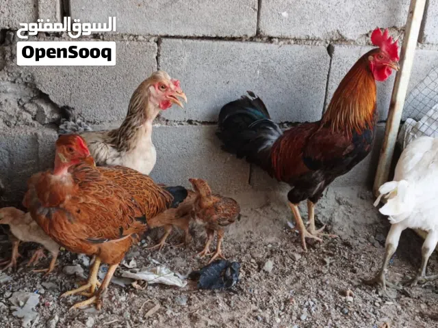 دجاج للبيع