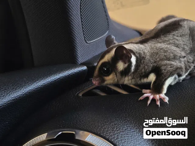 للبيع sugar glider مكس مع البينو اليف ومتعلم ومايعض ويصلح للأطفال عمره 5 شهور وياكل بروحه ويحب اللعب