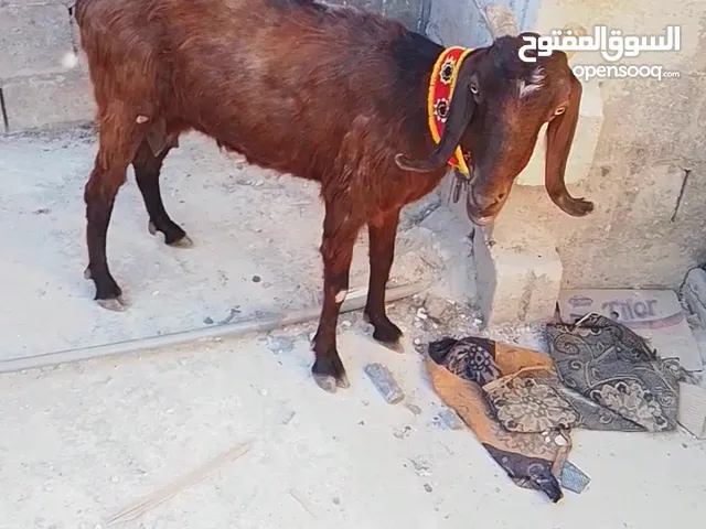 عنز البيع عشار شهرين