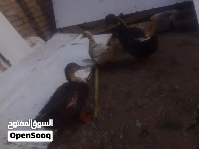 سلام عليكم اللهم صلي على محمد وال محمد متوفر بش عادي وخضيري  وبيض بش كمية كبيرة