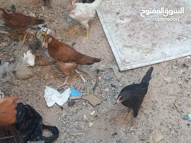 سلام عليكم دجاج البيع مال بيت عمرهن 5 شهر بيهن ورد باكله وابو ركيبه وسود