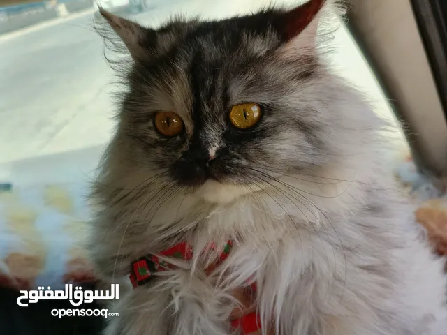 بزونة شاشنيلا بهملايا و4 كتنات اناث من اب شيرازي