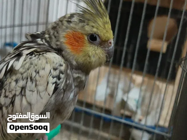 حبة كوكتيل لون ايزابيل للبيع أو للبدل اقرأ الوصف لتعرف المزيد .....................................