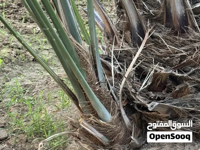 صرم خلاص وفرض