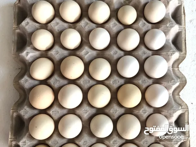 بيض دجاج فرنسي عماني مخصب للبيع