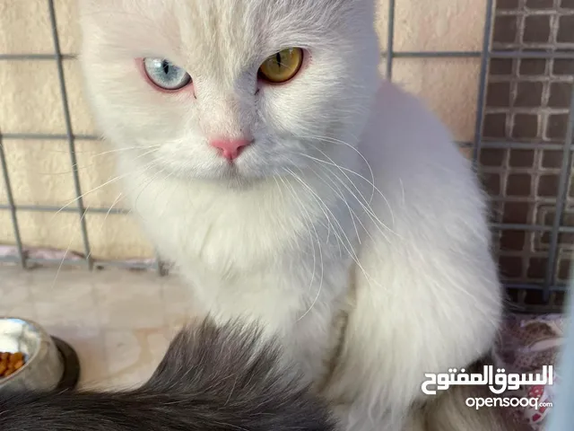 Two cats: Turkish Angora and Persian cat