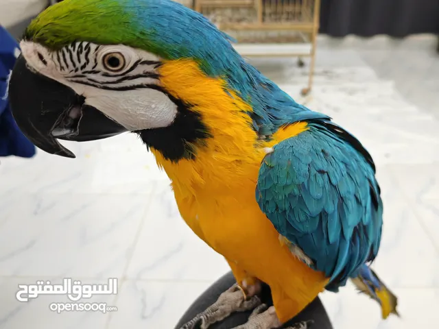 مكاو يلو بلو