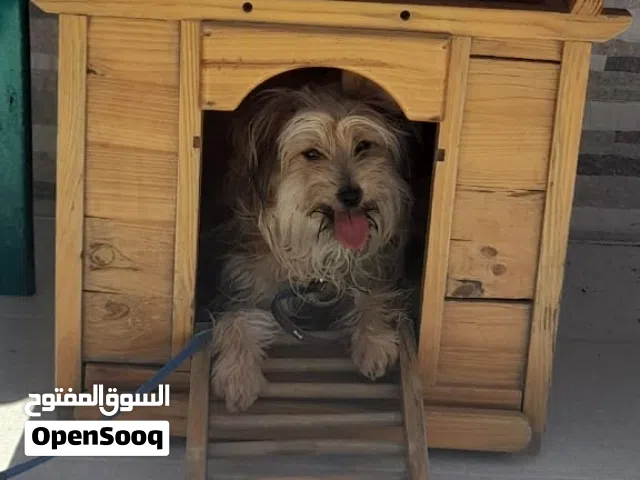 كلبة لعبة للبيع
