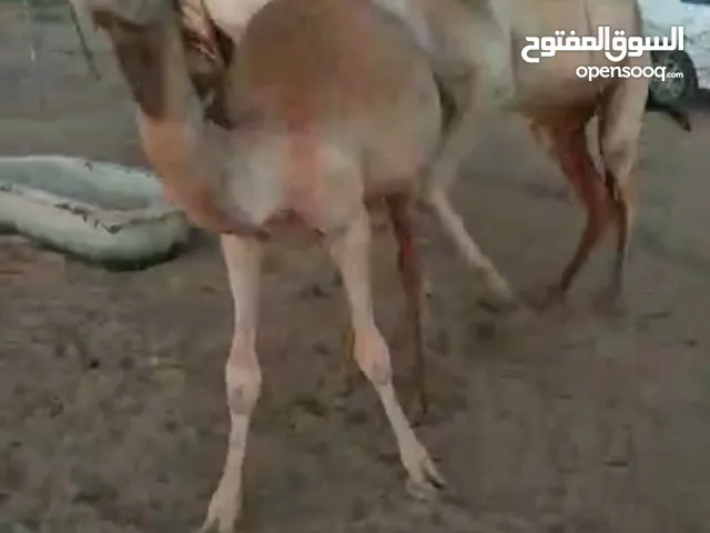 قعدان للبيع العدد 3
