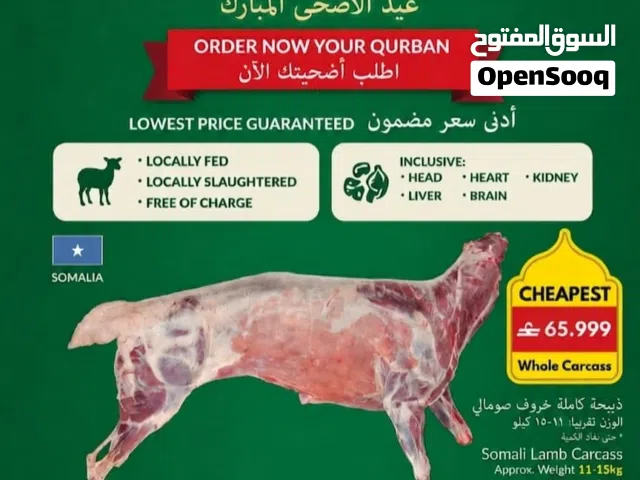 حجز أضاحي العيد خروف صومالي  ممتاز وزن مناسب