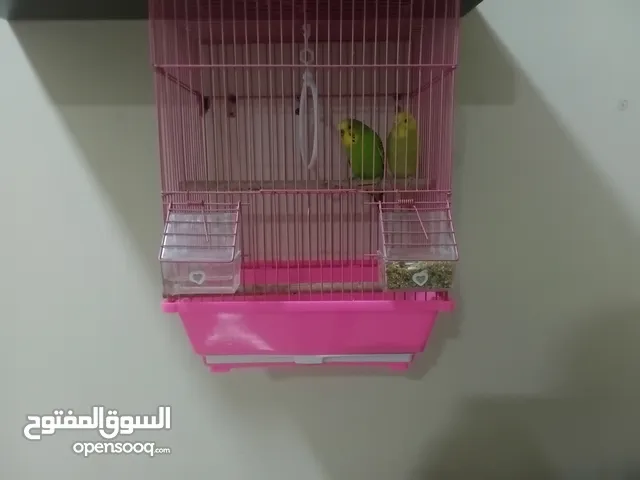 طيور أليف العدد 2