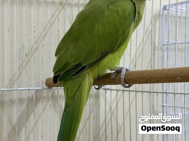 طائر الدرة الهندي