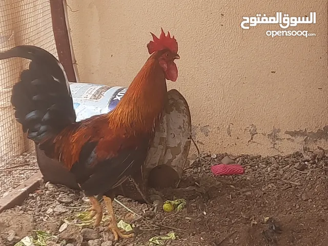 دجاج ديك عماني