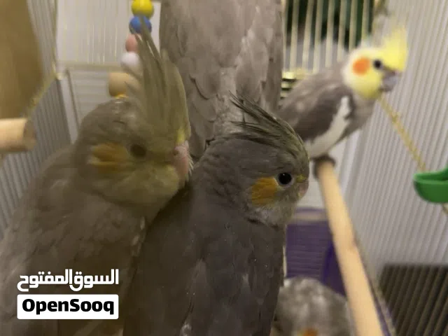 Hand-Raised Cockatiels (Breeding Pair + 7 Babies) for Sale