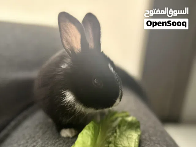 للبيع ارنب صغير مدرب