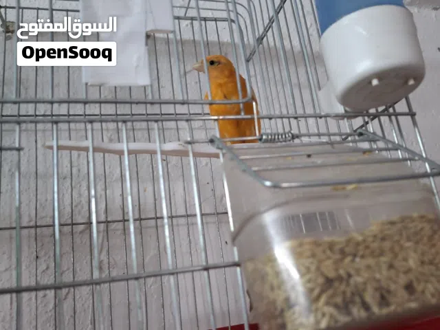 بيع طيور كنار فحول هوزو